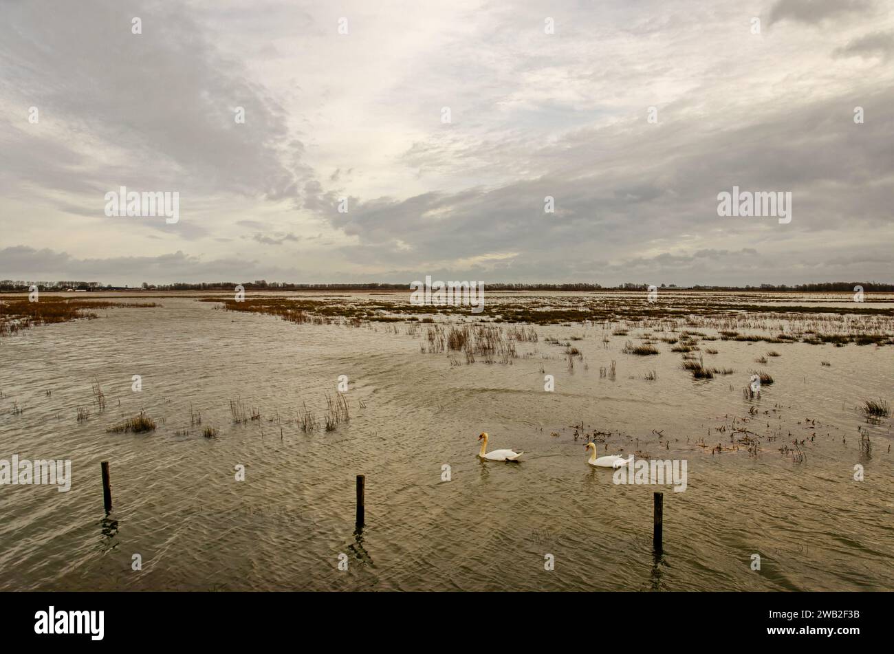 Zwei Schwäne, die auf einem Stück Land schwimmen, das aufgrund von Hochwasser im nahegelegenen Fluss vorübergehend überschwemmt wurde, in der Region Noordwaard im Nationalpark Biesbosch Stockfoto