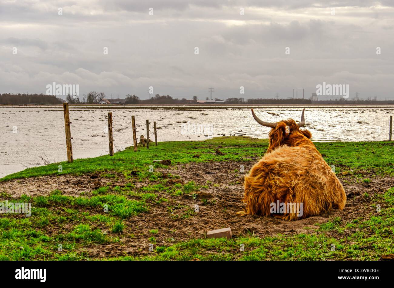 Hochlandkühe, die überflutetes Land in der Region Noordwaard im Nationalpark Biesbosch in den Niederlanden bestaunen und vorübergehend ihre Weidefläche reduzieren Stockfoto