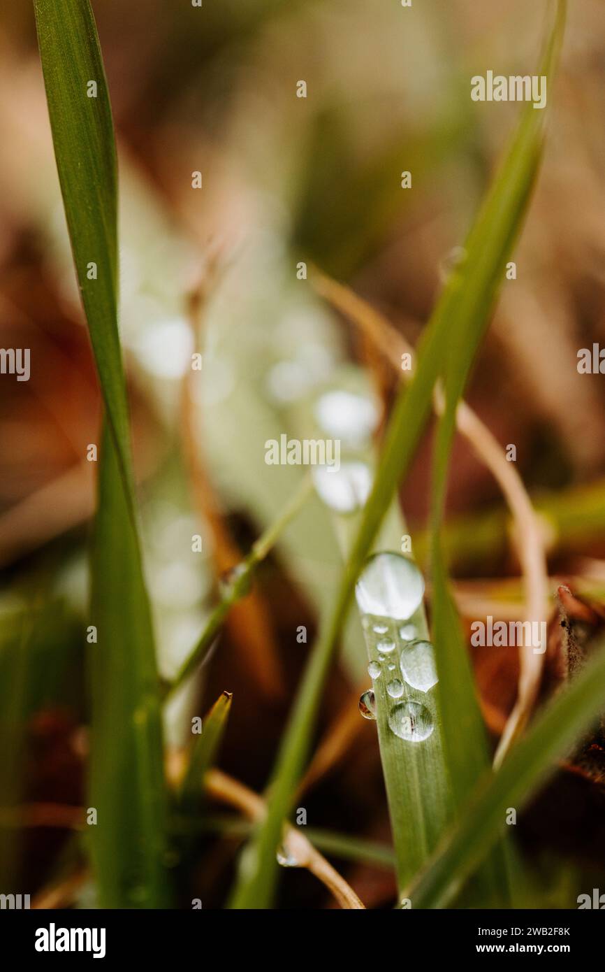 Wassertropfen auf grünen Grashalmen in Austin Texas Stockfoto