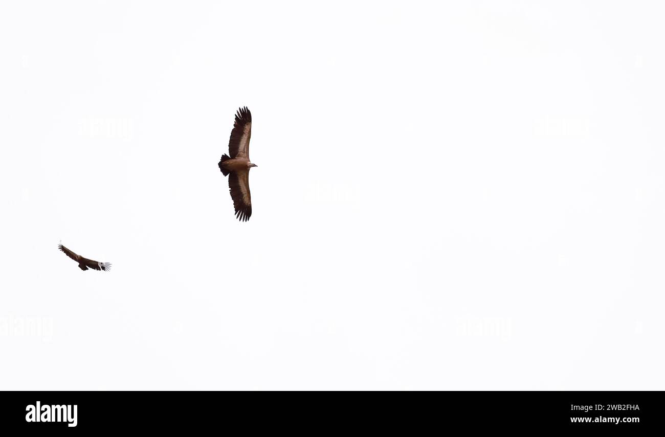 Gyps fulvus fliegt in der Region Cuenca, Spanien Stockfoto