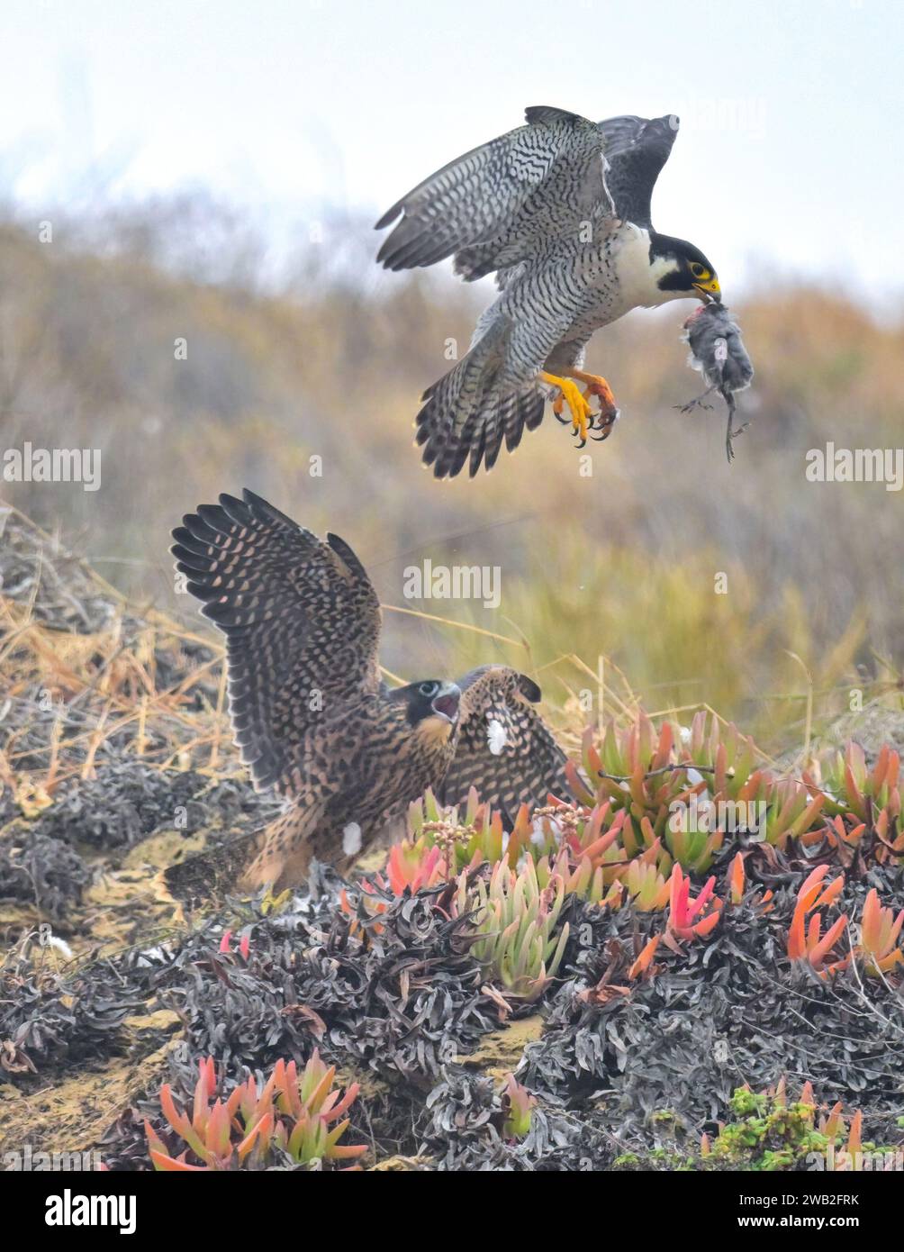Falken-Familientraining USA SPANNENDE Bilder einer Mutter Wanderfalke, die ihre Jungvögel mit Nahrung verführt, um ihr die Jagd beizubringen Stockfoto