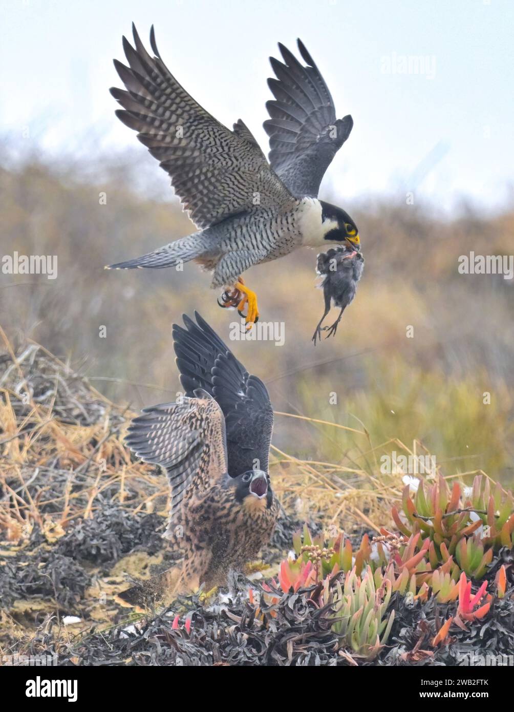 Die Familie der wanderfalken USA SPANNENDE Bilder einer Mutter des Wanderfalken, die ihre Jungfalke mit Nahrung verführt, um ihr die Jagd beizubringen Stockfoto