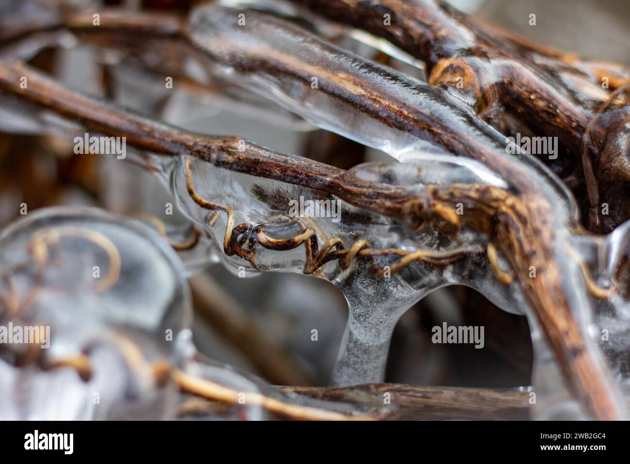 Verdrehte Weinrebe, gefroren in Eis Stockfoto