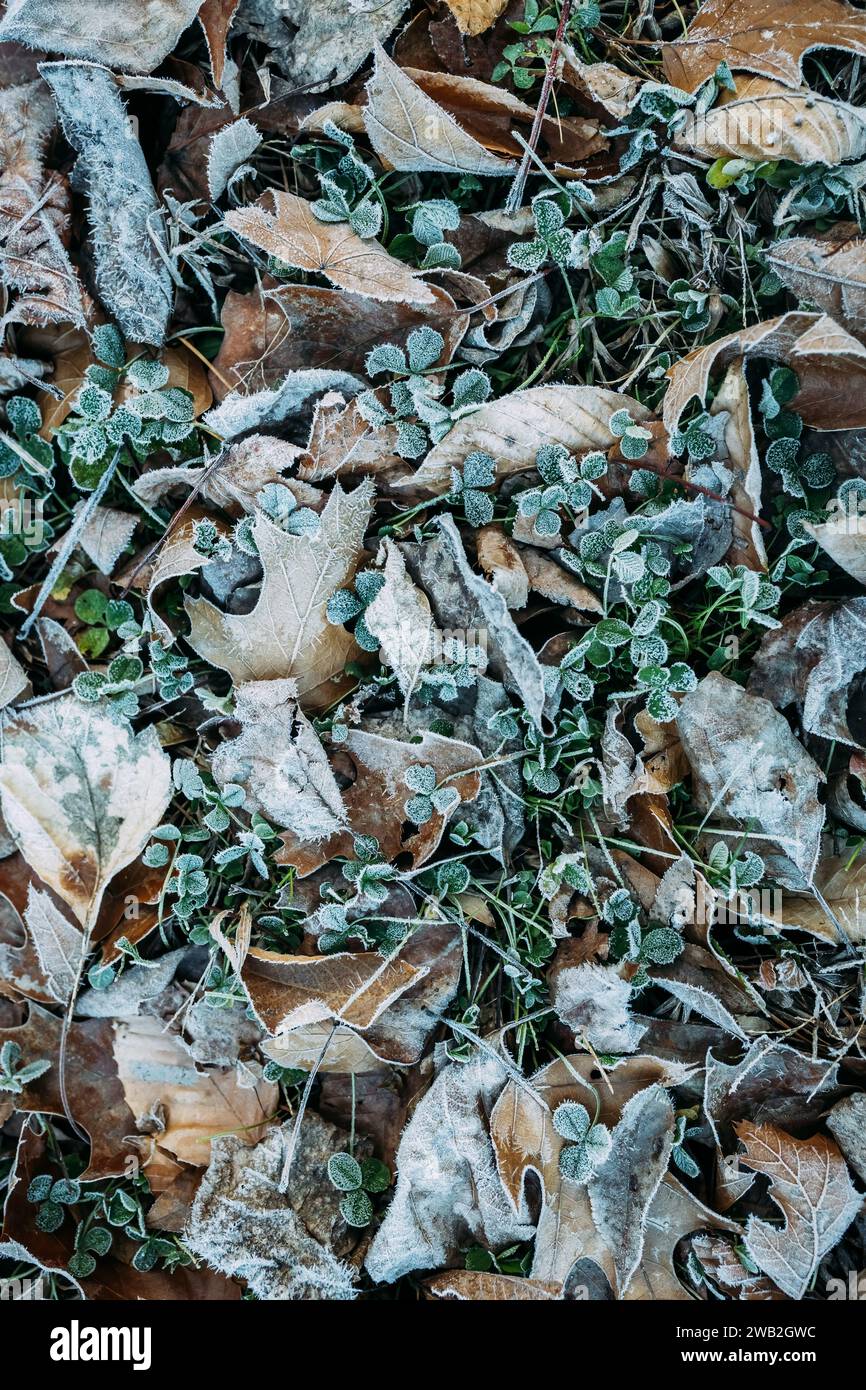 Schichten von Klee und Blättern, bedeckt von Frost auf dem Boden Stockfoto