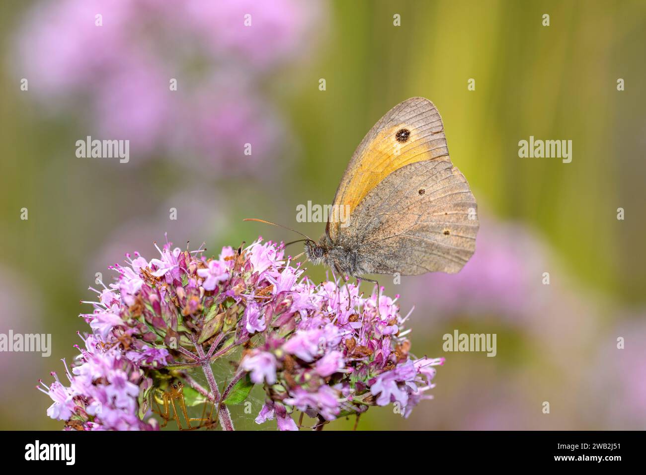 Wiesenbrauner Schmetterling - Maniola jurtina saugt Nektar mit seinem Stamm aus der Blüte von Origanum vulgare - Oregano oder wildem Marjoram Stockfoto