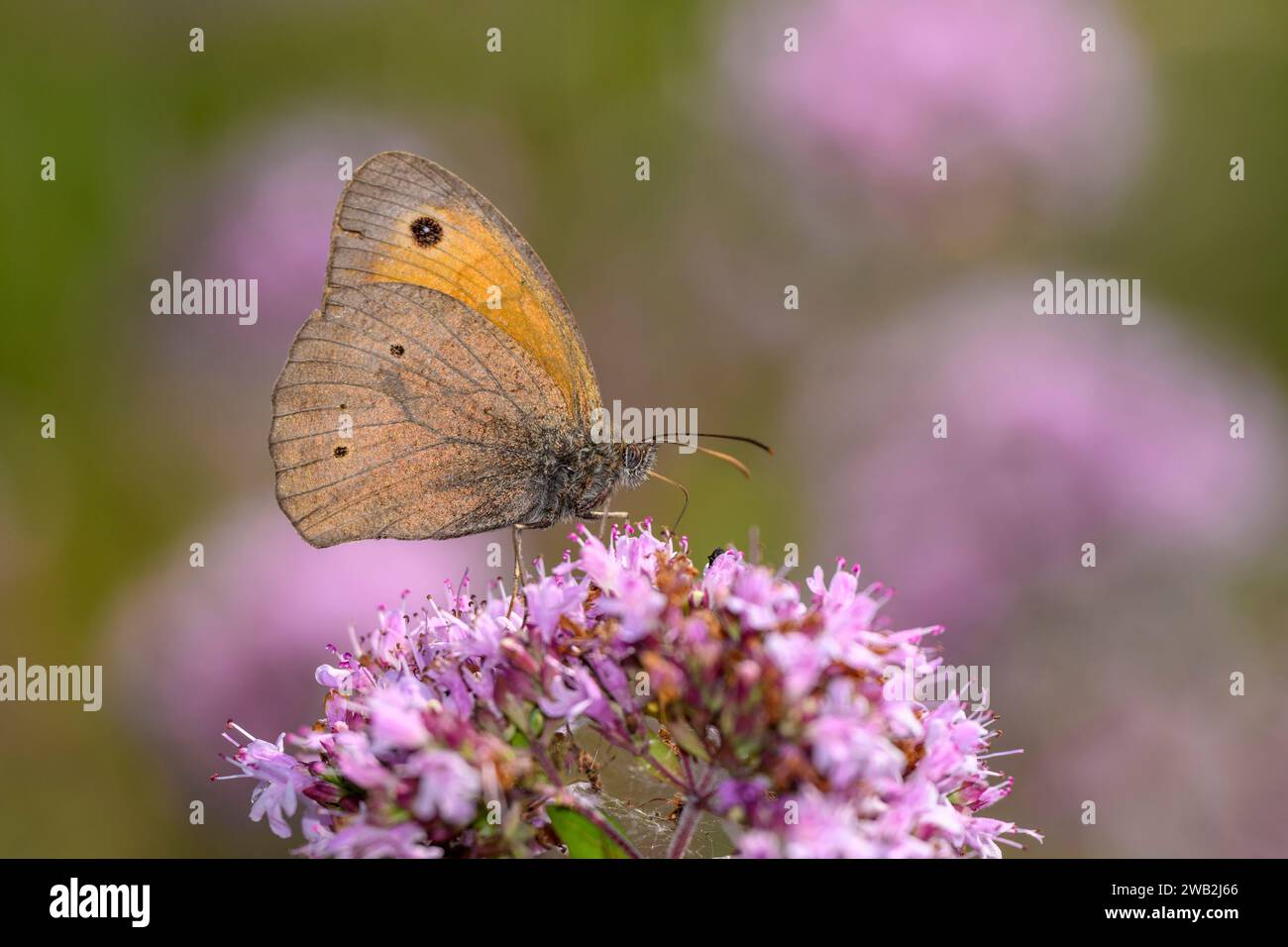 Wiesenbrauner Schmetterling - Maniola jurtina saugt Nektar mit seinem Stamm aus der Blüte von Origanum vulgare - Oregano oder wildem Marjoram Stockfoto