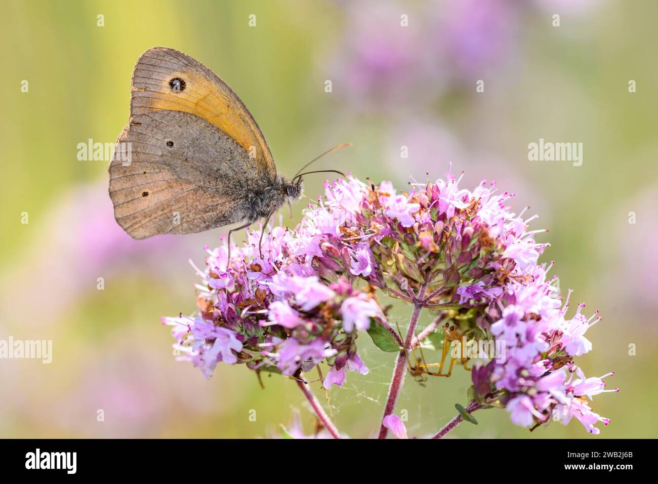 Wiesenbrauner Schmetterling - Maniola jurtina saugt Nektar mit seinem Stamm aus der Blüte von Origanum vulgare - Oregano oder wildem Marjoram Stockfoto