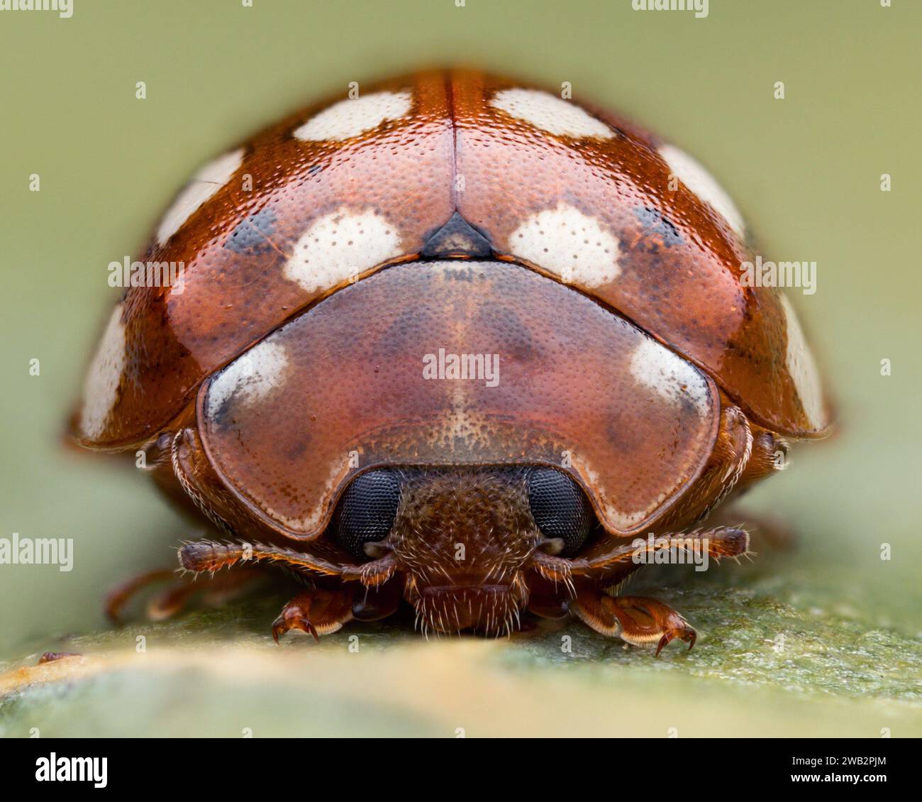 Frontansicht der Marienkäfer (Calvia quattuordecimguttata). Tipperary, Irland Stockfoto