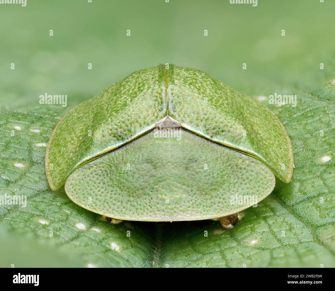 Frontalansicht des Grünen Schildkrötenkäfers (Cassida viridis). Tipperary, Irland Stockfoto