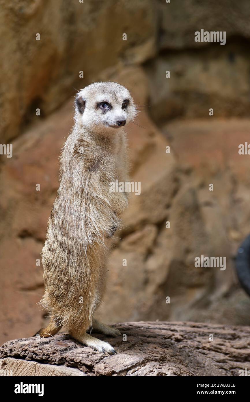 Suricate debout qui regarde l'objectif en souriant Stockfoto