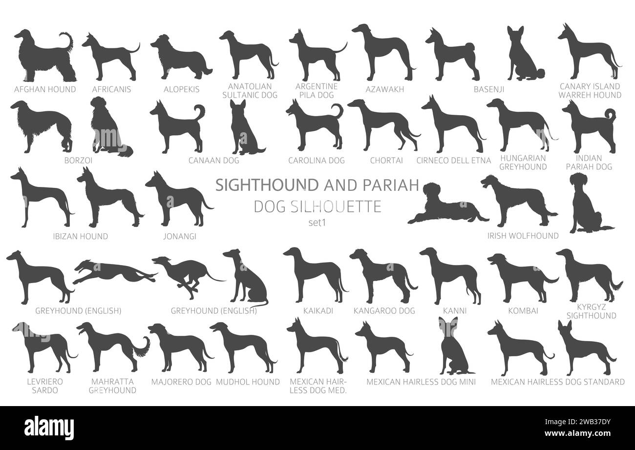Hunde züchtet Silhouetten einfach Clipart. Jagdhunde Sightounds und Pariah Dogs Sammlung. Vektorabbildung Stock Vektor