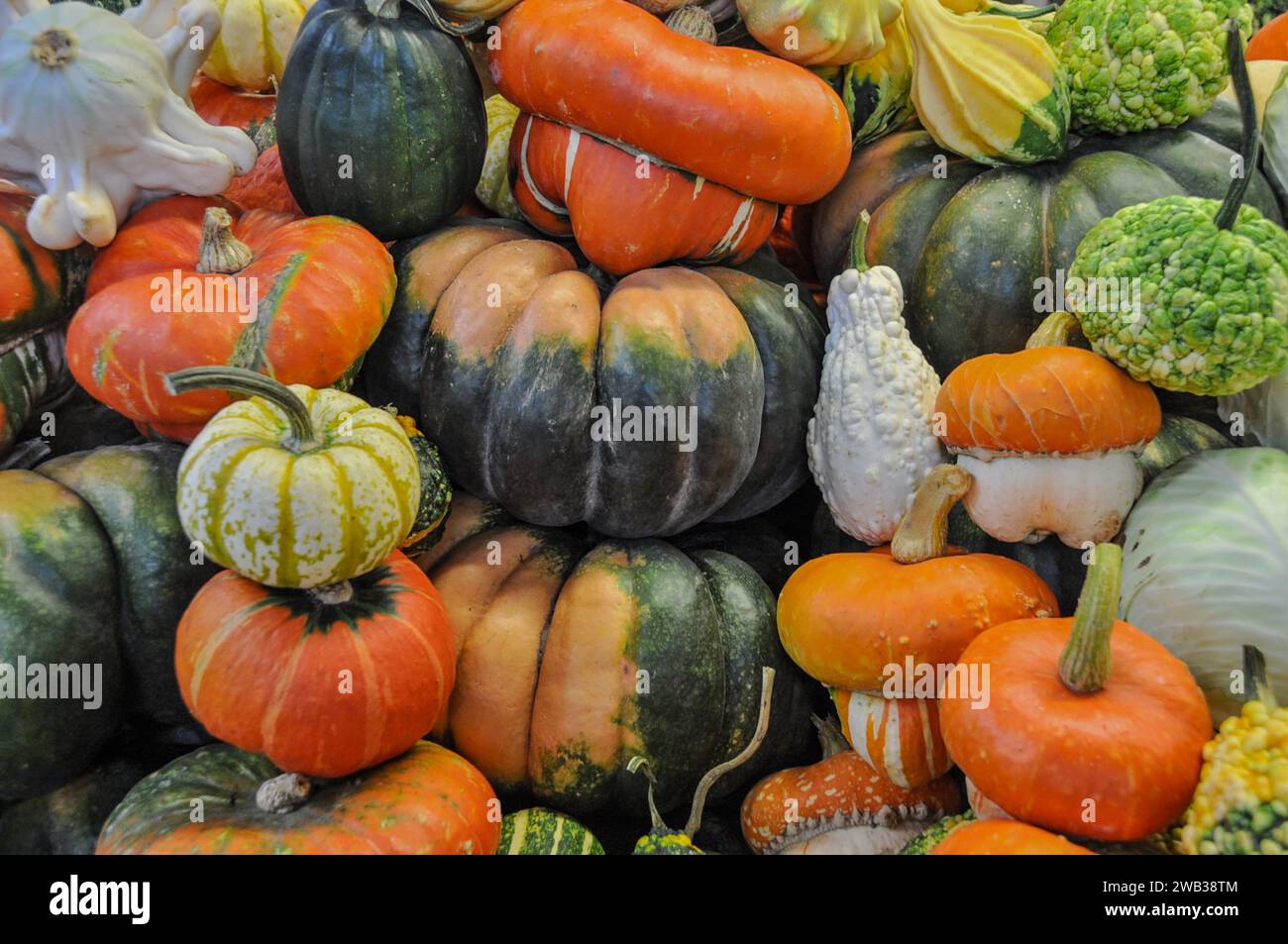 Eine große Auswahl an bunten Cucurbita-Sorten, d.h. Kürbisse auf dem Rigaer Zentralmarkt, Riga, Estland. Stockfoto