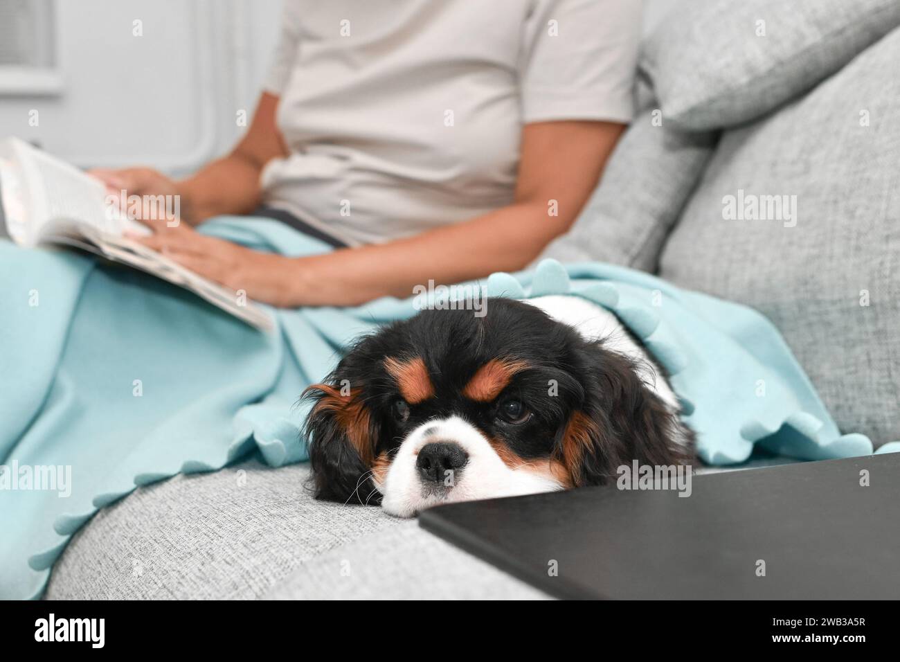 Die Frau sitzt auf der Couch mit ihrem Kavalier Charles King Spaniel Welpen und liest ein Buch im Wohnzimmer des Hauses Stockfoto