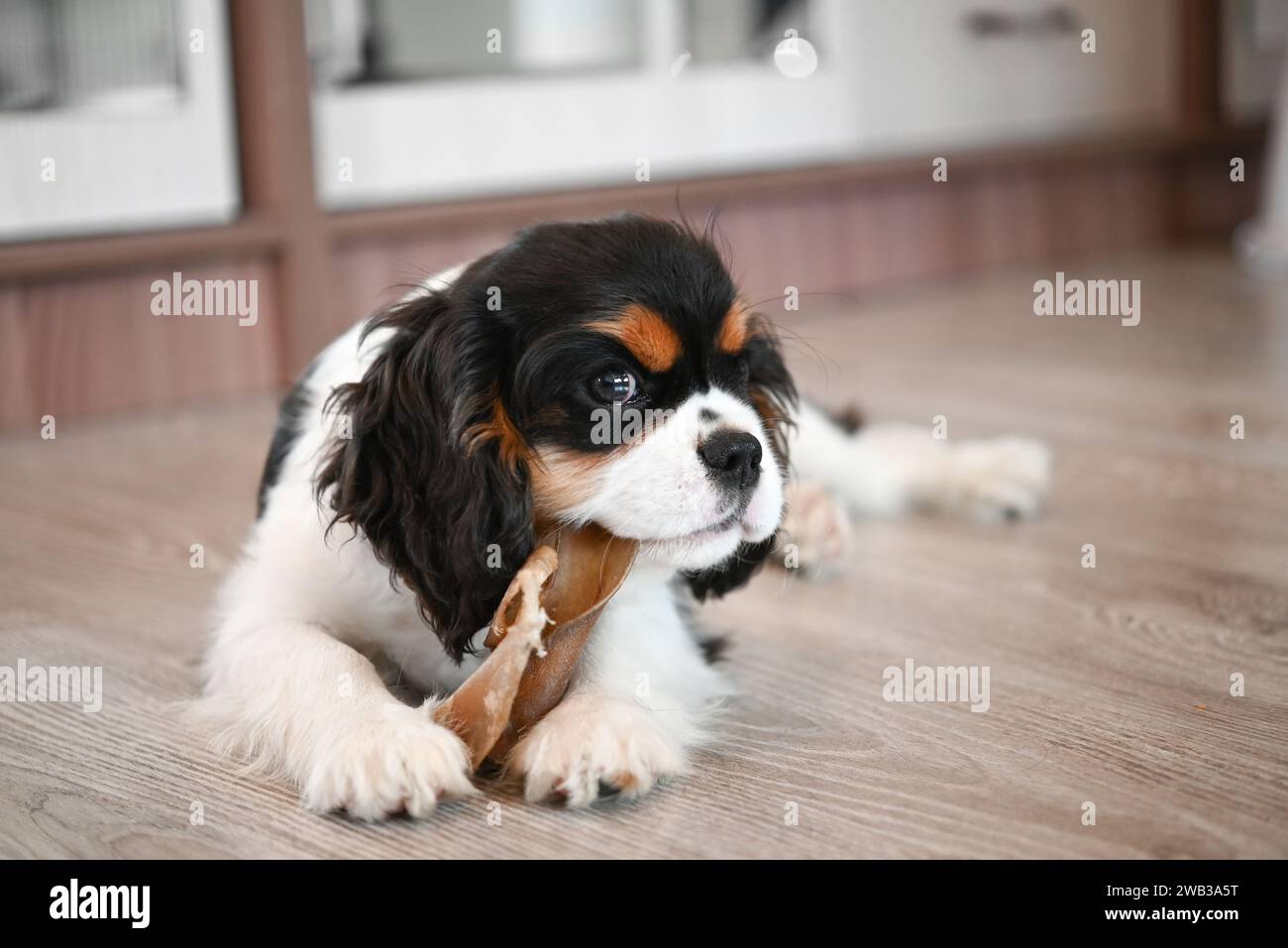 Der niedliche Kavalier charles King Spaniel Welpe kaut Spielzeugknochen, Hund kratzt die Zähne Stockfoto