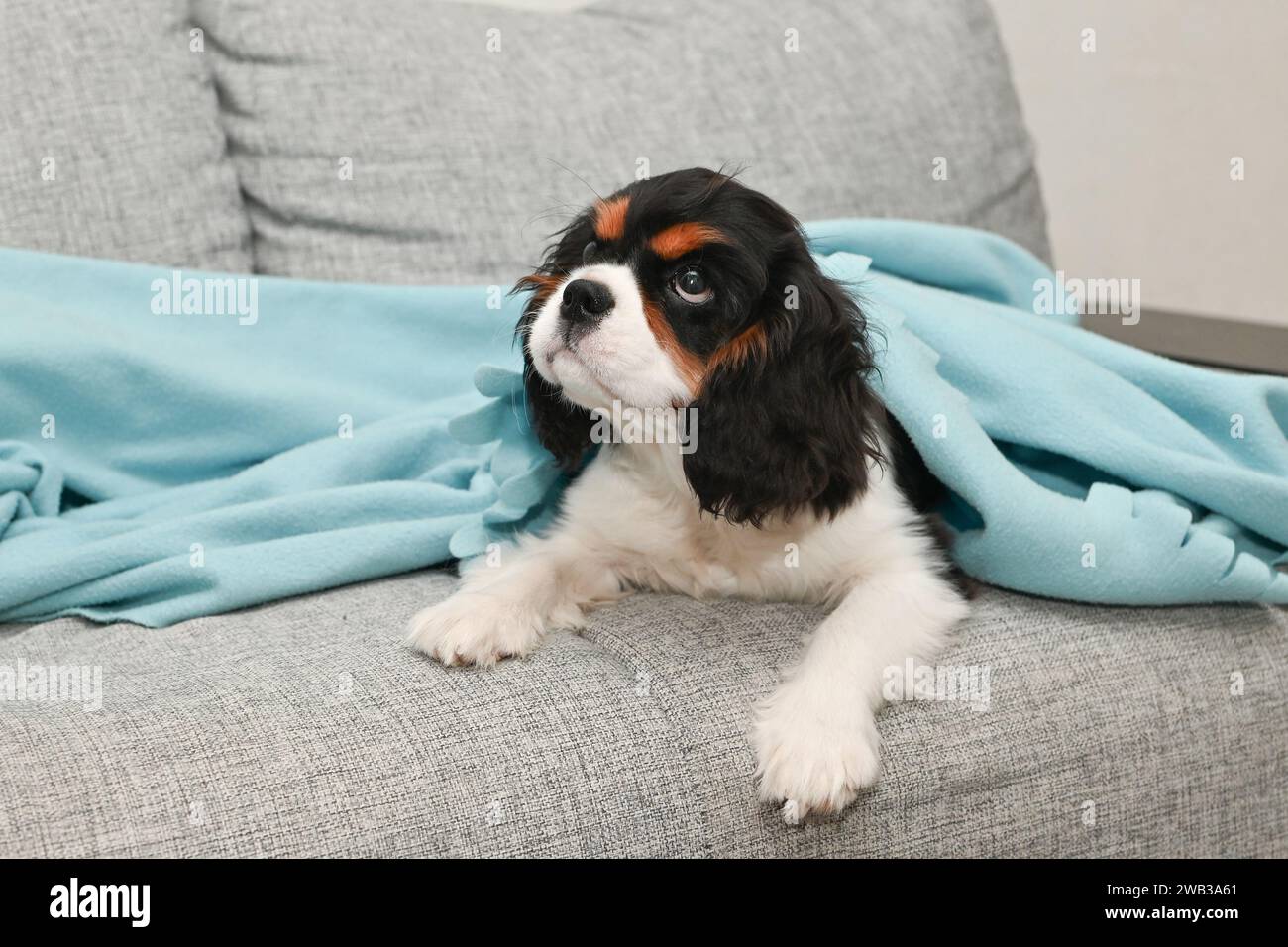 Welpen-Kavalier-König charles Spaniel liegt auf einer Decke im Schlafzimmer auf dem Bett im Haus Stockfoto