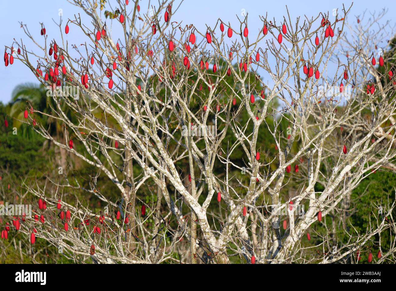 Brasilianischer Kapokbaum, Chorisia speciosa, Bundesstaat Amazonas, Brasilien Stockfoto