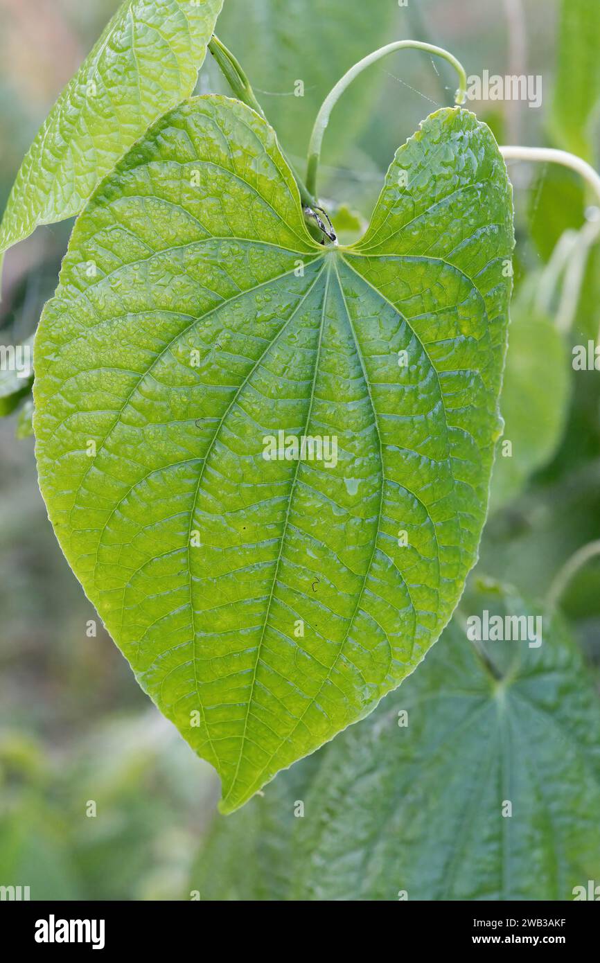 Dioscorea bulbifera Blatt, Amazonas Regenwald, Amazonas Bundesstaat, Brasilien Stockfoto