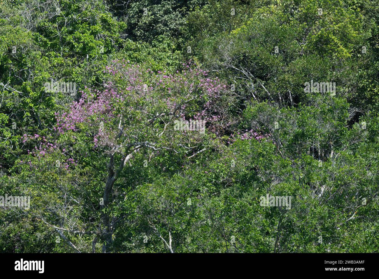 Tropischer Regenwald rosa blühender Baum, Amazonas-Regenwald, Bundesstaat Amazonas, Brasilien Stockfoto