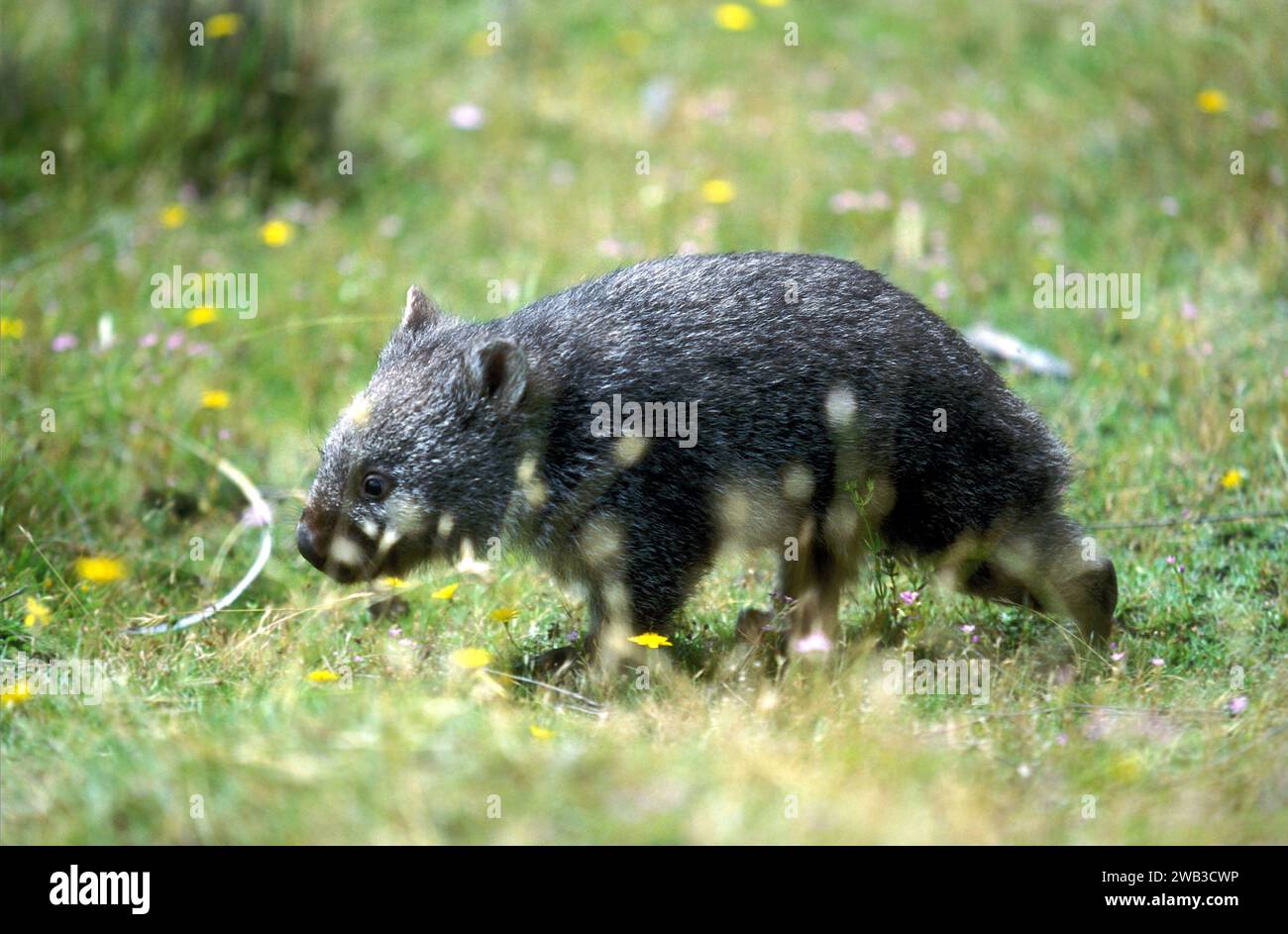 Wombat, Tasmanien, Australien Stockfoto