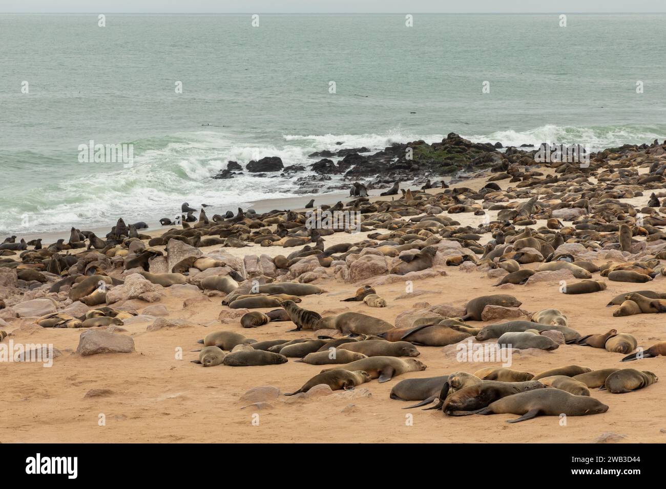 Kappelzrobben, in einer der größten Kolonien dieser Art, ruhen an der Skelettküste Namibias. Stockfoto