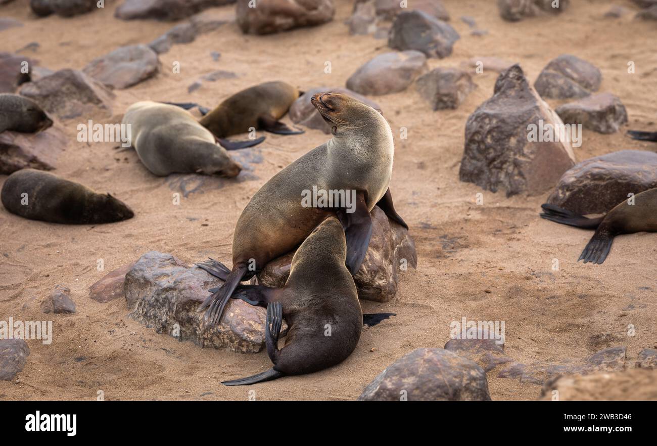 Ein Kappelzrobbe saugt seinen Jungen entlang der Skelettküste Namibias. Stockfoto