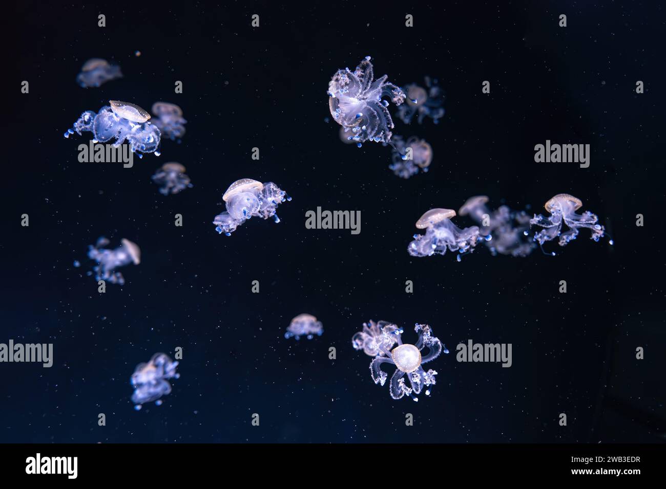 Gruppe von fluoreszierenden Quallen, die unter Wasser Aquarienbecken schwimmen. Gefleckte australische Quallen, Phyllorhiza punctata im Aquarium mit Neonlicht. Weiter Stockfoto