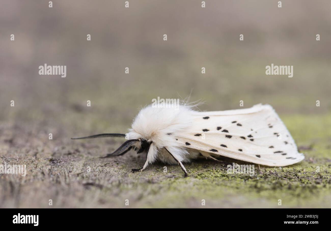 Weißer Hermelin Spilosoma ölucipedia, ruht in einem schattigen Bereich eines Gartens, Co Durham, Juni Stockfoto