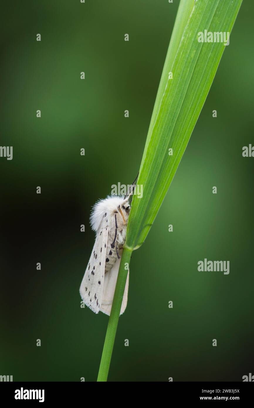 Weißer Hermelin Spilosoma ölucipedia, auf einem Grasstängel in einem schattigen Bereich eines Gartens, Co Durham, Juni Stockfoto