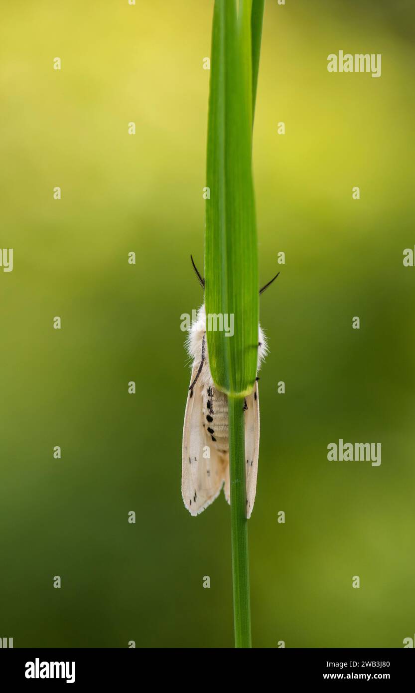 Weißer Hermelin Spilosoma ölucipedia, auf einem Grasstängel in einem schattigen Bereich eines Gartens, Co Durham, Juni Stockfoto