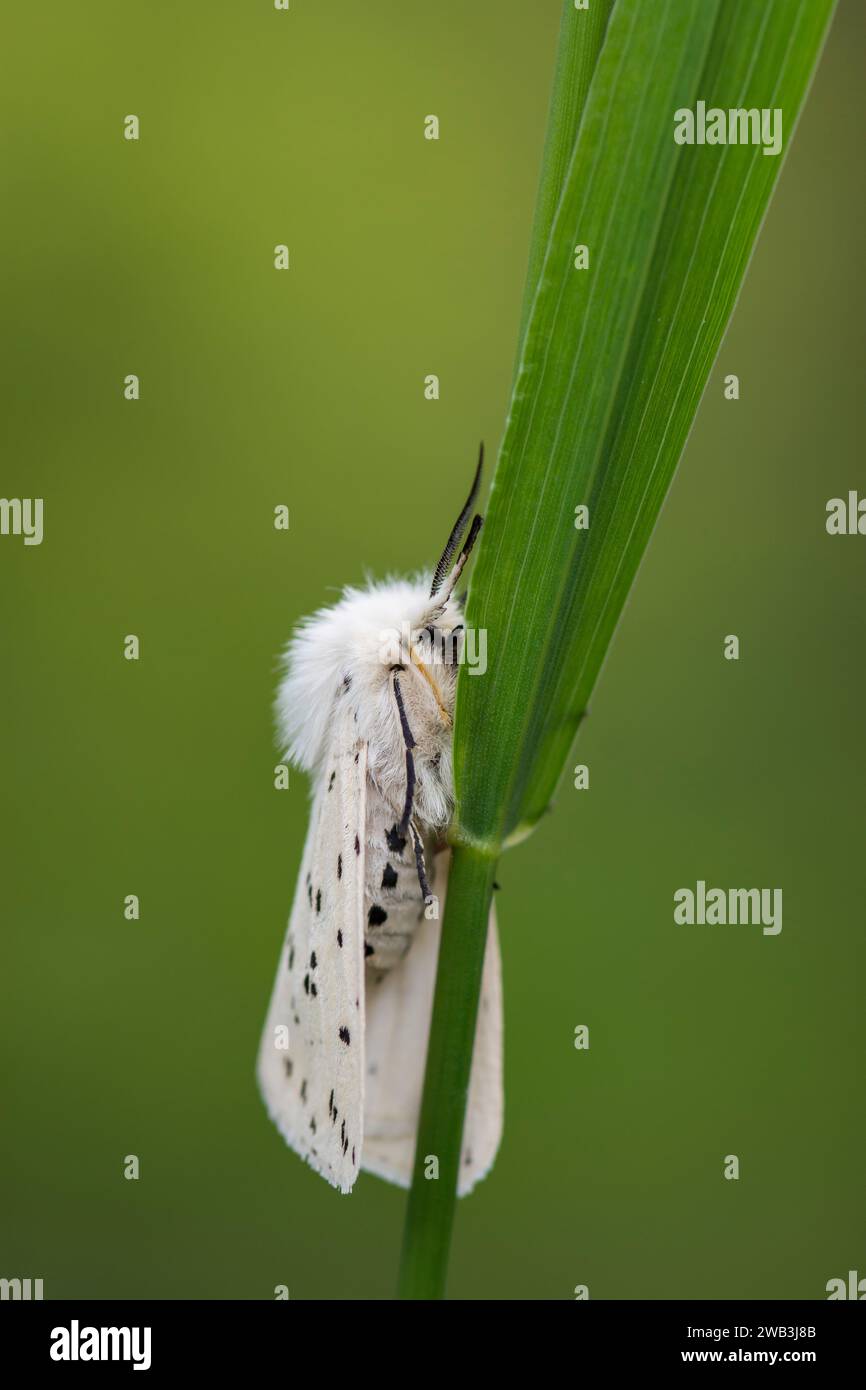 Weißer Hermelin Spilosoma ölucipedia, auf einem Grasstängel in einem schattigen Bereich eines Gartens, Co Durham, Juni Stockfoto