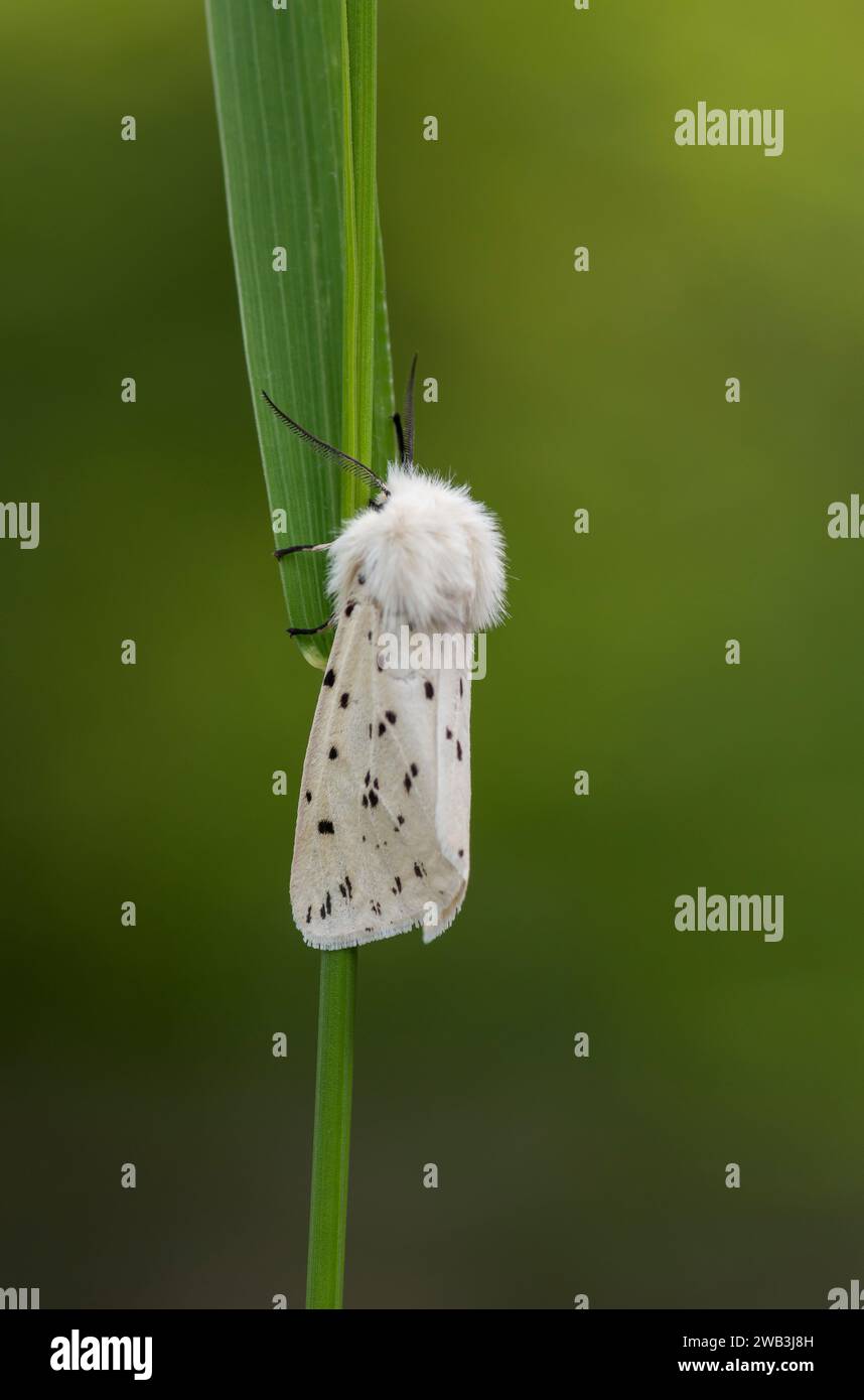 Weißer Hermelin Spilosoma ölucipedia, auf einem Grasstängel in einem schattigen Bereich eines Gartens, Co Durham, Juni Stockfoto