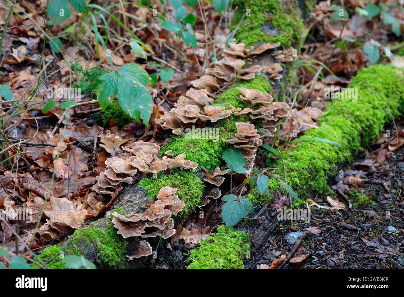 Gefallene tote Blätter und altes Pilzmoos bedecktes Holz von Pfad Wintersaison UK Blätter und Pilze orange braun stehen im Kontrast zum markanten grünen Moos Stockfoto