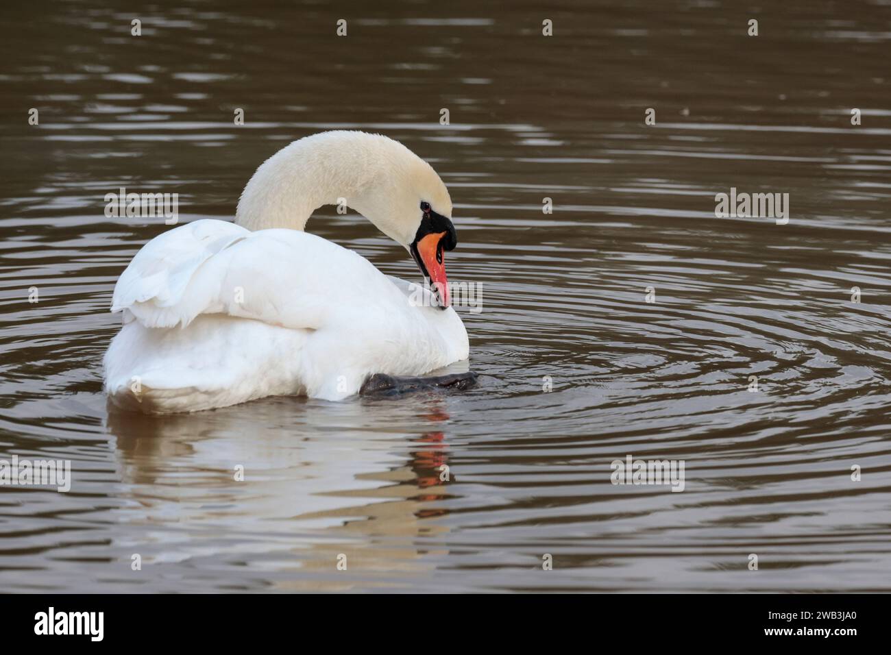 Stummer Schwan Cygnus olor, großer Weißwasservogel langer Hals orange roter Schnabelknopf an der Basis des Schnabels größer bei Männchen, die auf der Wasser-Wintersaison UK frühstücken Stockfoto