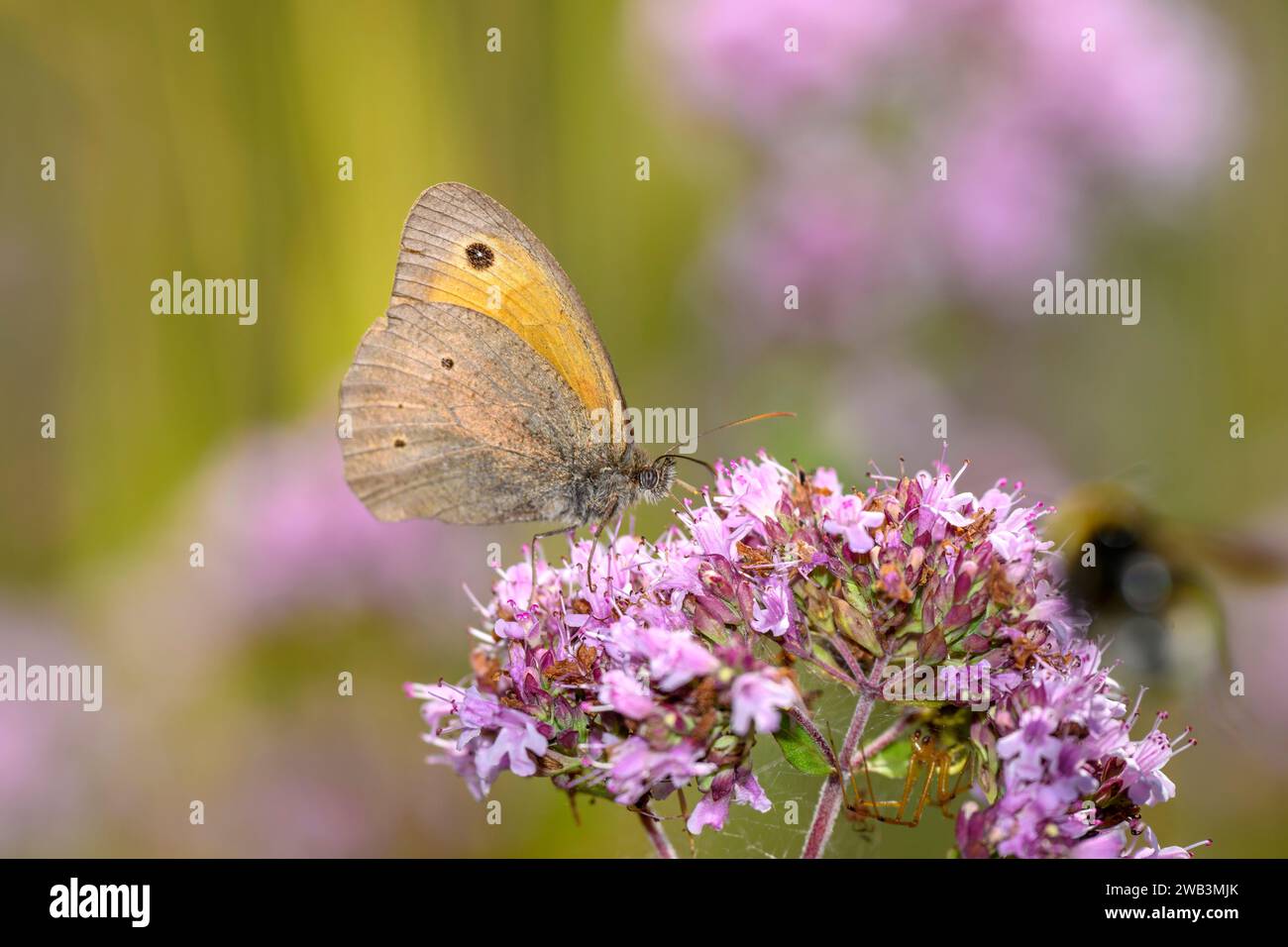 Ochse - Maniola Jurtina Auf Origanum Vulgare Stockfoto