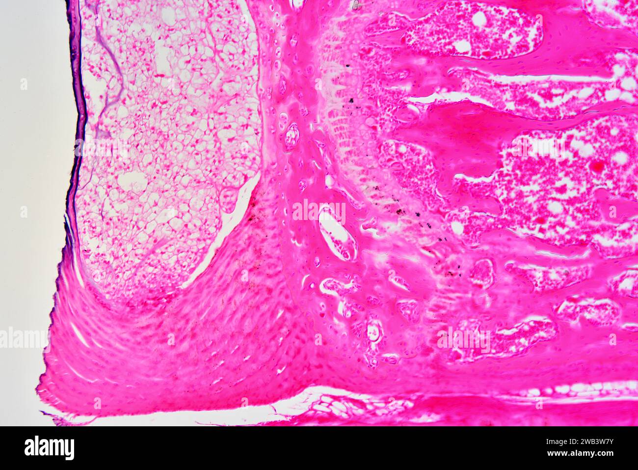 Muskel-Sehnenkonektion in einem langen Knochen. X 75 bei 10 cm Breite. Stockfoto