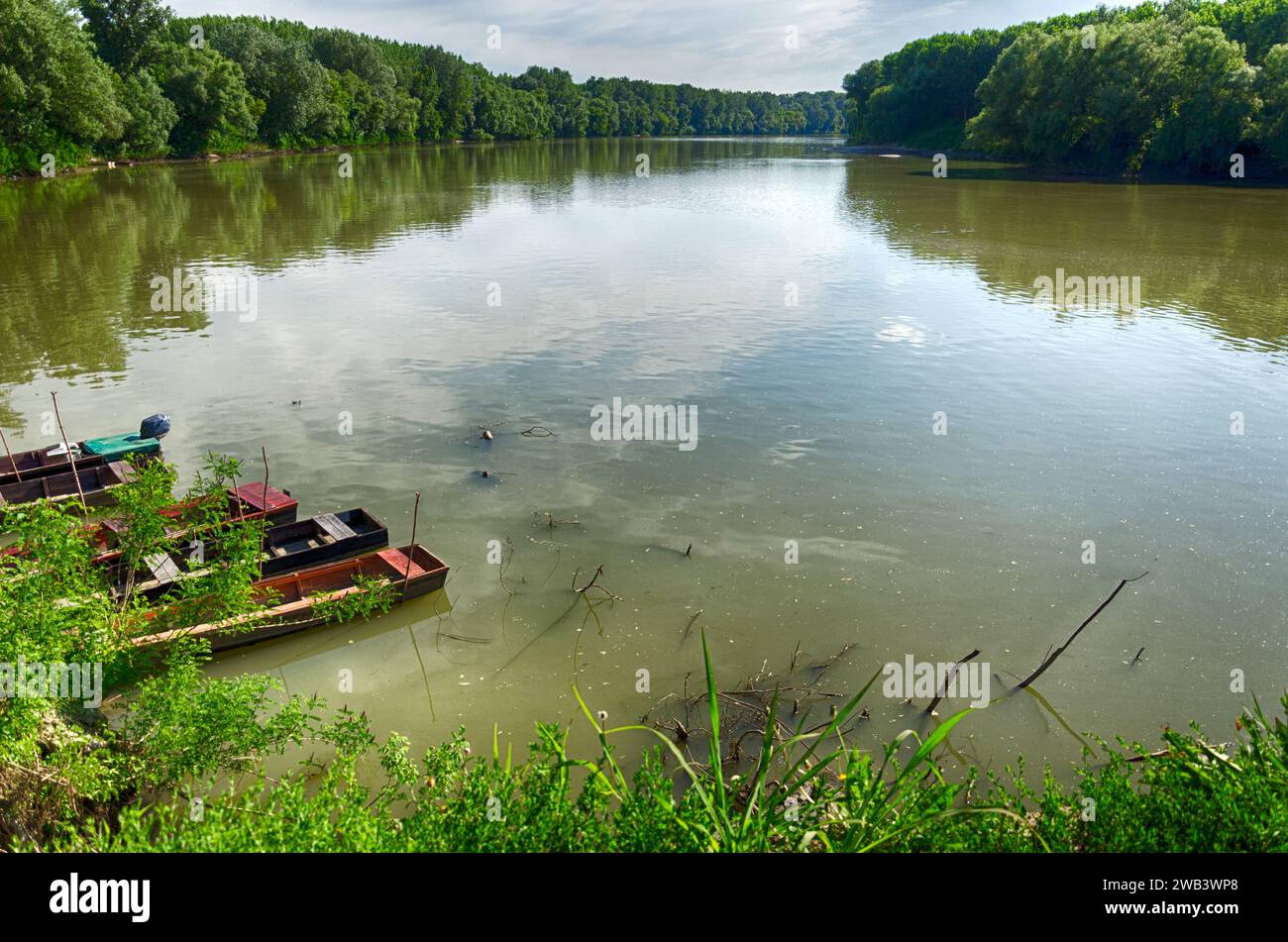 Ungarn, Tiszadada im Sommer: Holzboote ruhen entlang der Küste des Flusses Tisza, umgeben von Bäumen, eine malerische Szene im Sommer Stockfoto