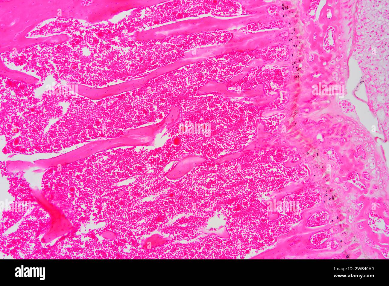 Menschliches dichtes regelmäßiges Bindegewebe. X 75 bei 10 cm Breite. Stockfoto