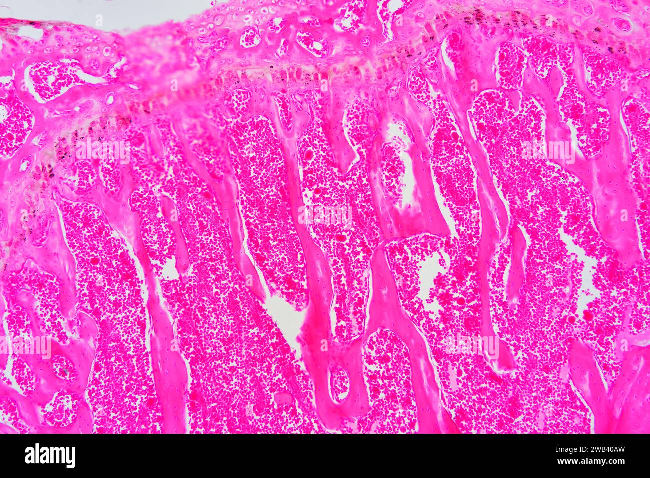 Menschliches dichtes regelmäßiges Bindegewebe. X 75 bei 10 cm Breite. Stockfoto