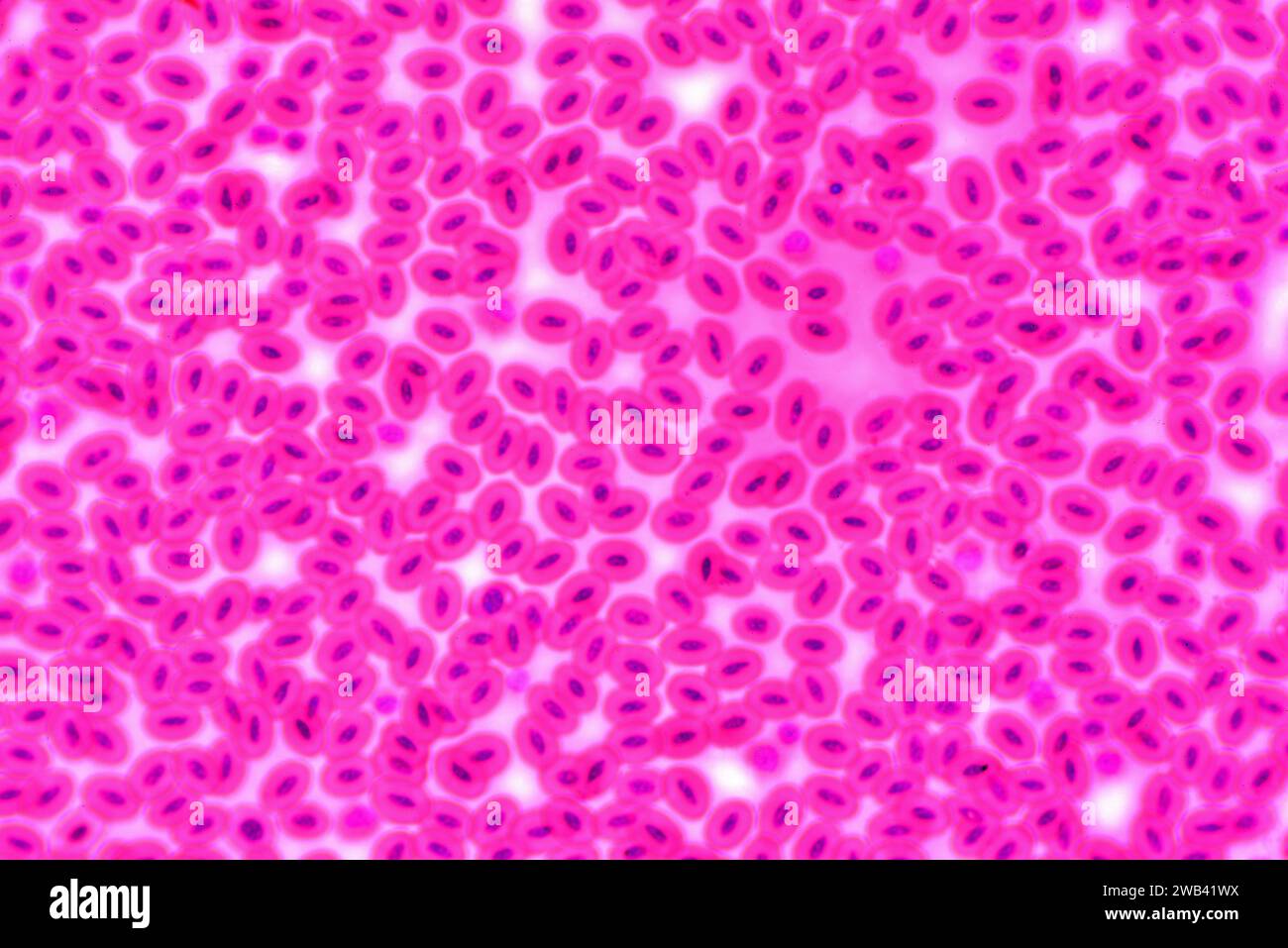 Schlangenblut. Rote Blutkörperchen mit Nukleonen. Photomikrograph X300 mit einer Breite von 10 cm. Stockfoto