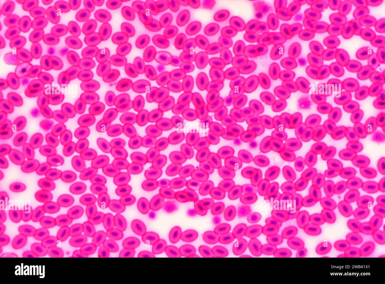 Schlangenblut. Rote Blutkörperchen mit Nukleonen. Photomikrograph X300 mit einer Breite von 10 cm. Stockfoto