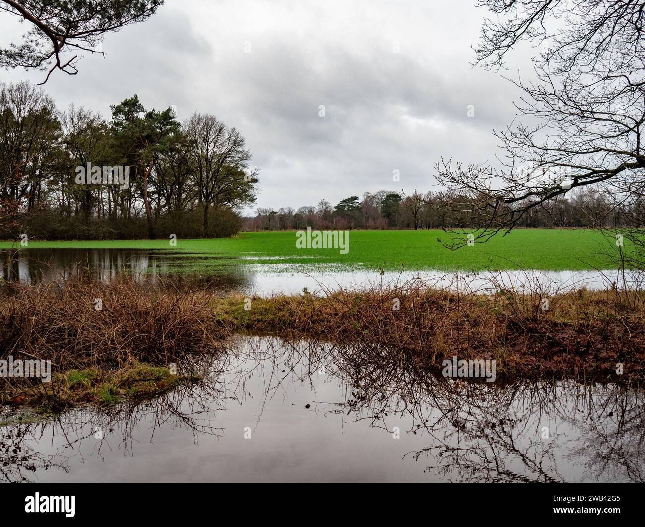 Utrecht, Niederlande. Januar 2024. Ein Feld wird überflutet gesehen. Aufgrund der starken Regenfälle und des hohen Wasserspiegels sind viele landwirtschaftliche Felder überflutet. Der Boden ist nicht mehr in der Lage, Wasser aufzunehmen, und viele Bäume sind umgefallen, weil die Wurzeln verfaulen. An diesem Wochenende sind die Temperaturen stark gesunken, was eine hohe Chance auf Eisbildung bedeutet. Schlittschuhlaufen könnte auf natürlichem Eis möglich sein. Quelle: SOPA Images Limited/Alamy Live News Stockfoto