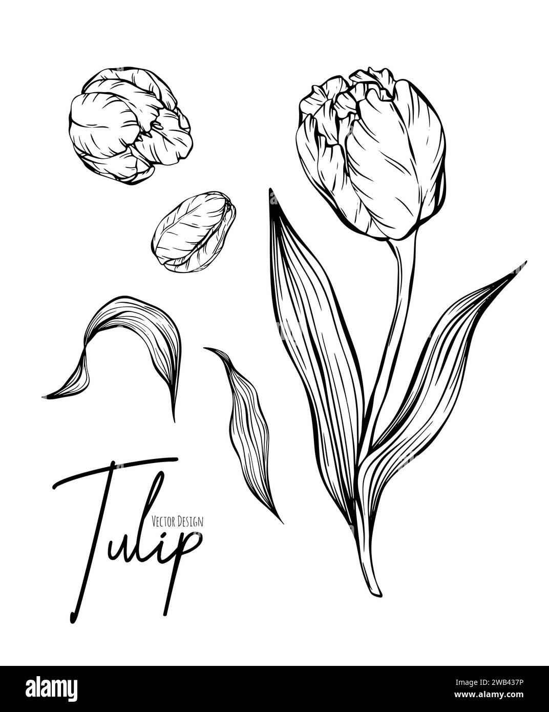 Botanische Set Line Illustration von Tulpenblumen für Hochzeitseinladungen und -Karten, Logo-Design, Web, soziale Medien und Poster, Vorlage, Werbung, Stock Vektor