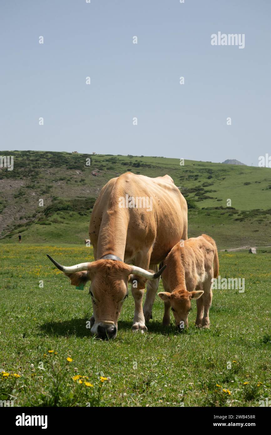 Kühe und Kälber weiden in der Nähe des Lago de Ercina Covadonga Astureis, Spanien Stockfoto