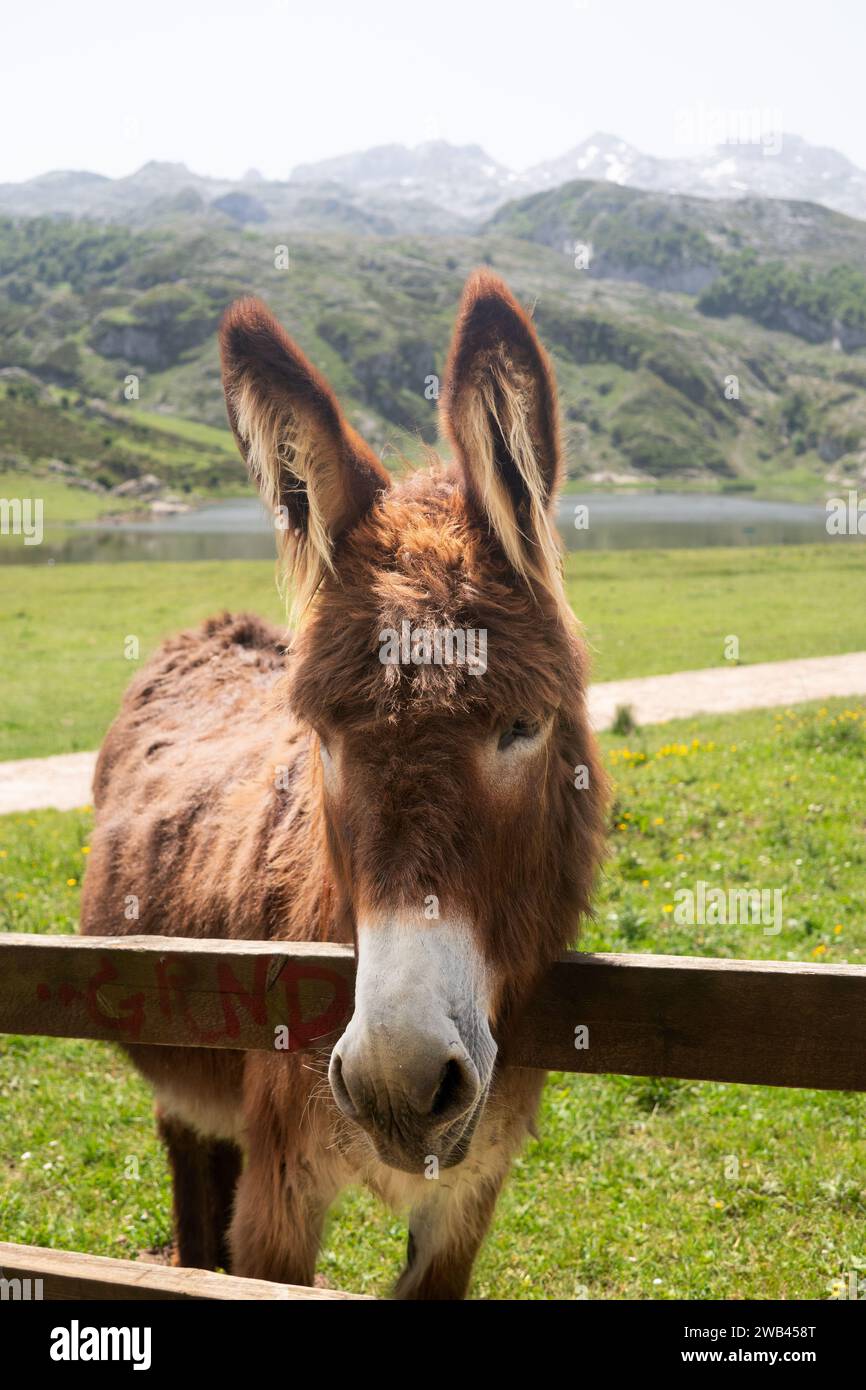 Esel in der Nähe des Lago de Ercina Covadonga Astureis, Spanien Stockfoto