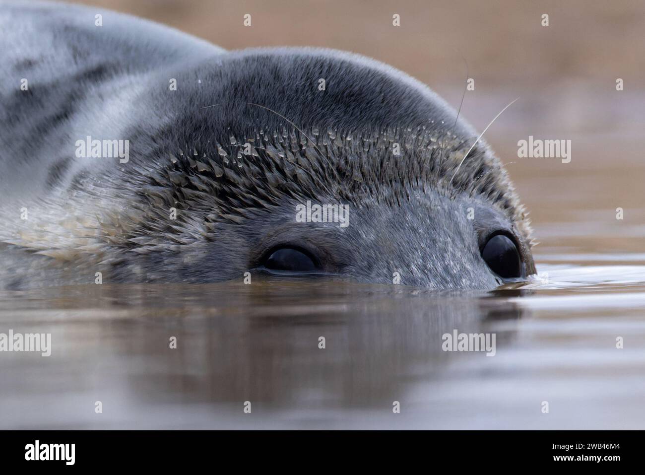 Grausiegel (Halichoerus grypus) Jungtier in einer Pfütze, die Norfolk im Januar 2024 teilweise untergetaucht hat Stockfoto