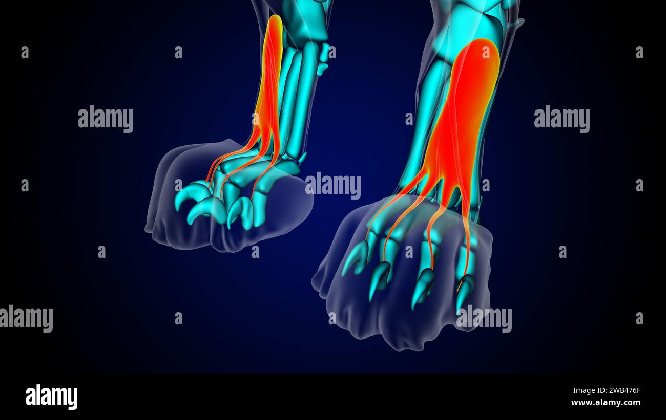 Muskel-Löwenmuskelanatomie des Extensor digitorum brevis für medizinische Konzept-3D-Illustration Stockfoto