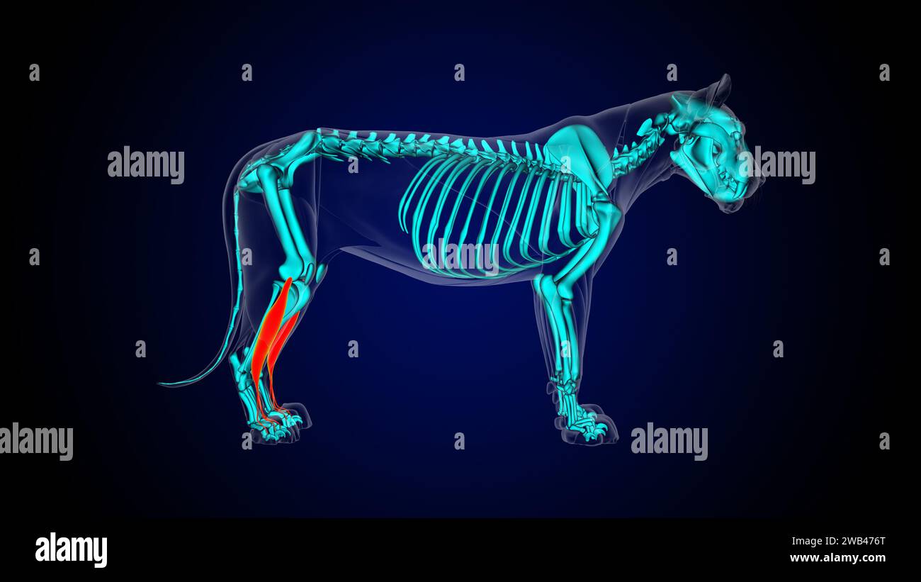 Extensor digitorum longus Muscle Lion Muskelanatomie für medizinische Konzept-3D-Illustration Stockfoto