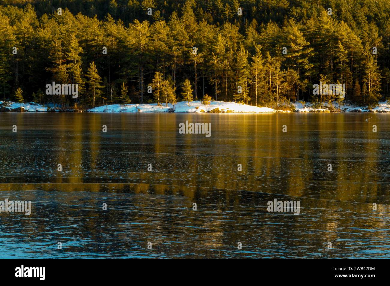 Bäume und Eis, Pharoah See, Pharoah Lake Wilderness Area, Adirondack Forest Preserve, New York Stockfoto