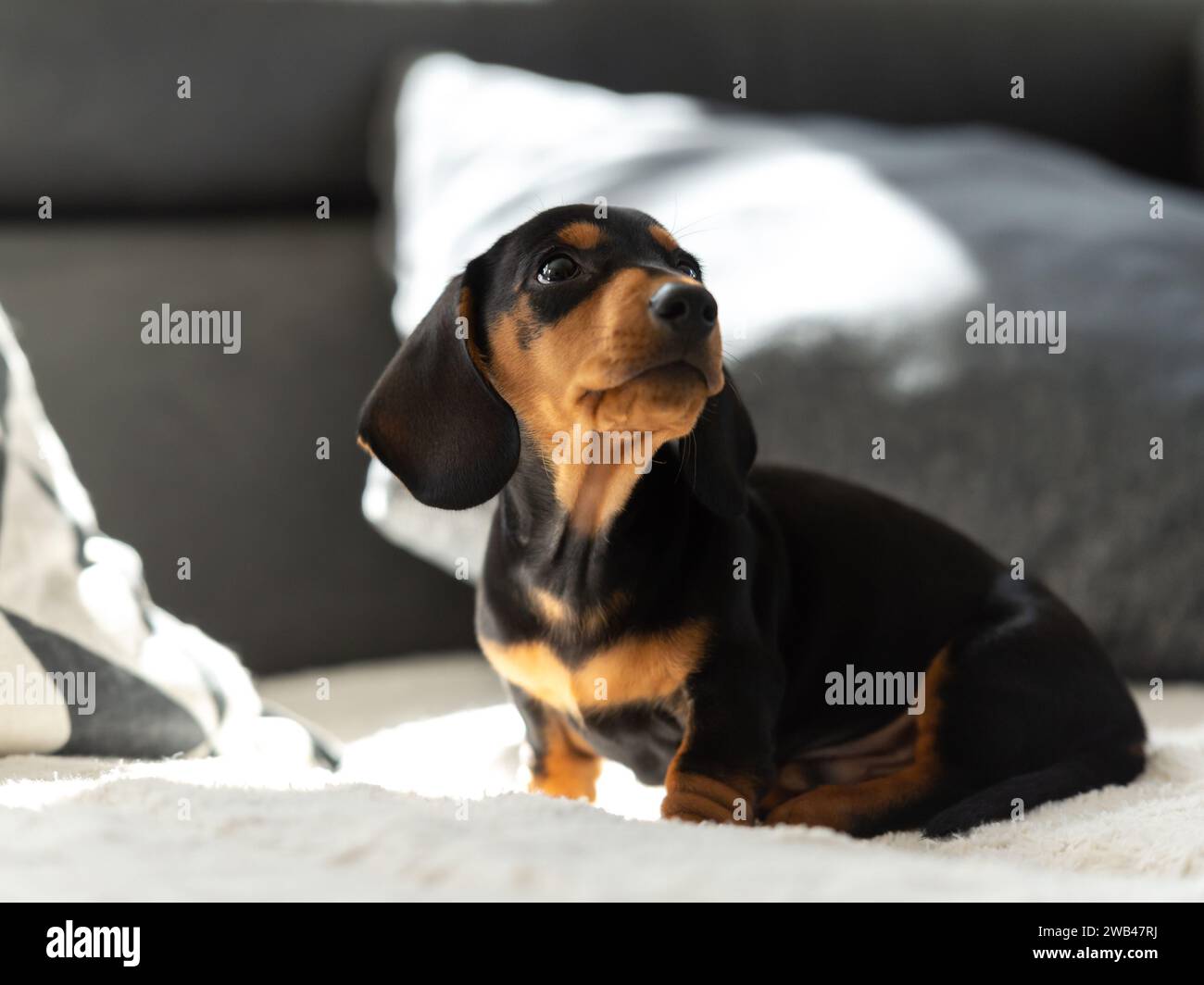 Niedlicher kleiner Wursthund 10 Wochen alt auf dem grauen Sofa drinnen Stockfoto