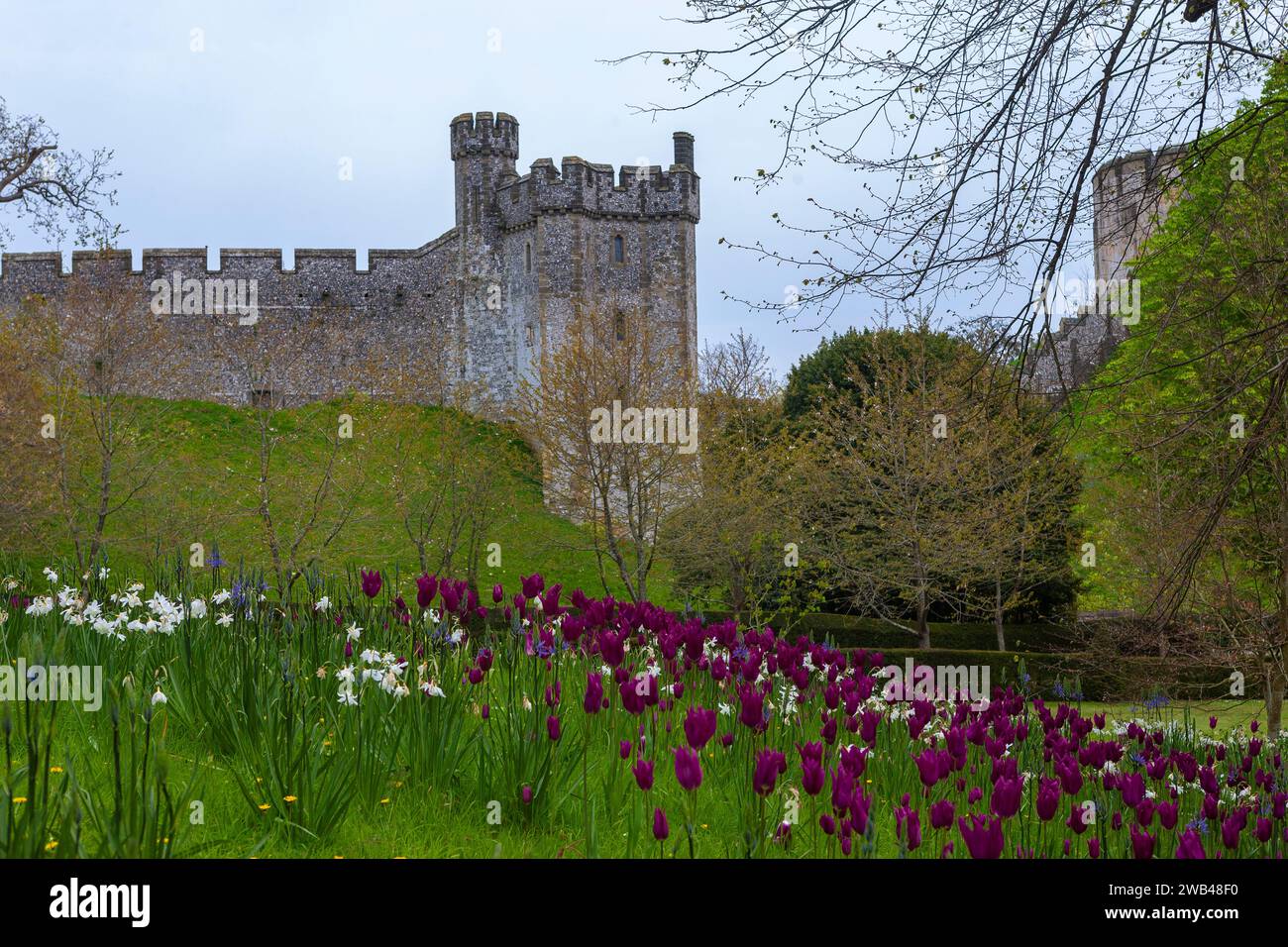 Der C13th Bevis Tower, North Bailey, Arundel Castle, West Sussex, England, UK. Tulpen („Purple Dream“) und Narzissen bedecken die Bank im Vorgarten. Stockfoto